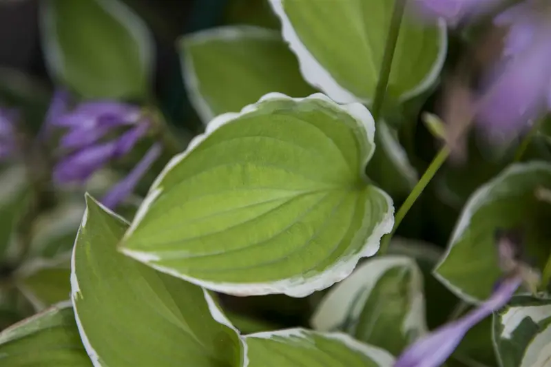 Hosta hybr. 'Canadian Blue' P9 - afbeelding 3