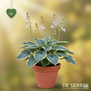 Hosta sieboldiana 'Carnival' P9