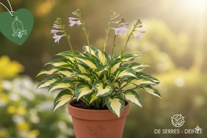 Hosta 'Color Festival'® P9