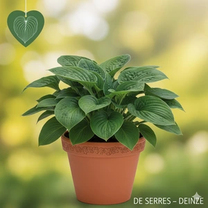 Hosta x tardiana 'Devon Green' P9 - afbeelding 1