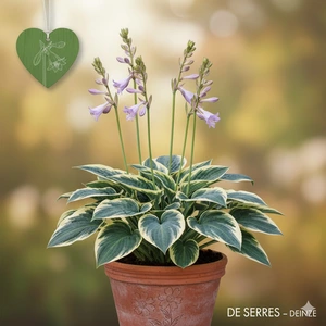 Hosta 'First Frost' P9