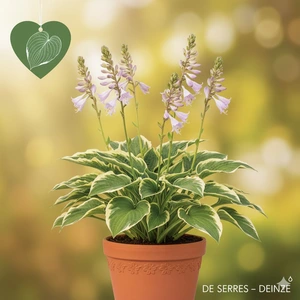 Hosta 'Fragrant Bouquet' P9