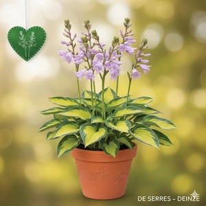 Hosta 'Gypsy Rose' P9