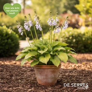 Hosta plantaginea 'Honeybells' P9