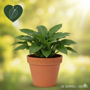 Hosta plantaginea 'Invincible' P9