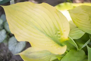 Hosta hybr. 'Kiwi Spearmint' C3 - afbeelding 4