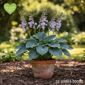 Hosta nigrescens 'Krossa Regal' P9