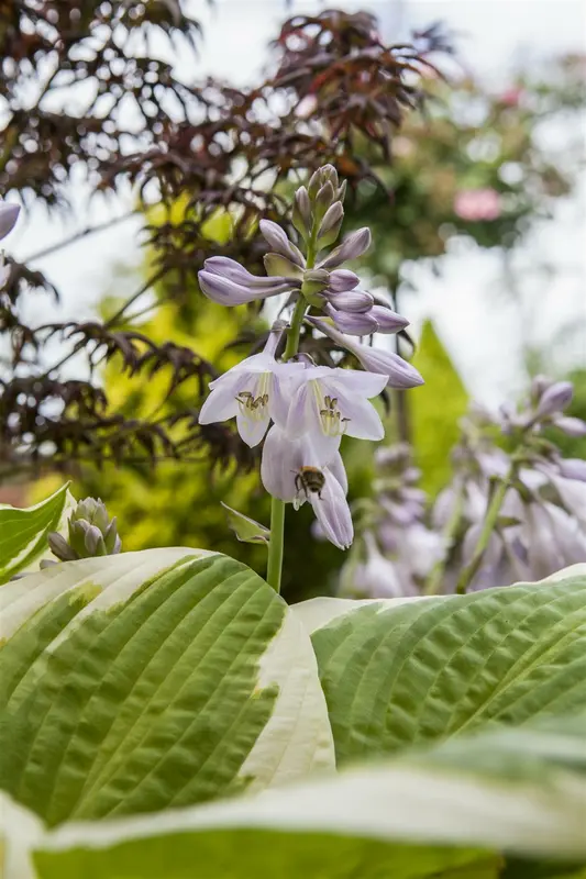Hosta hybr. 'Lakeside Cha Cha' P9 - afbeelding 1
