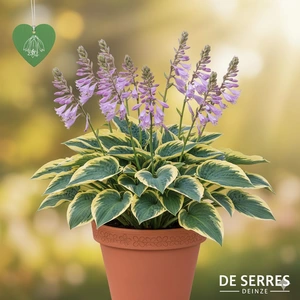 Hosta 'Liberty' P9