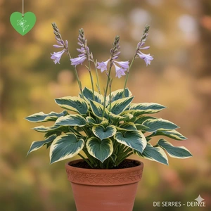 Hosta 'Northern Exposure' P9