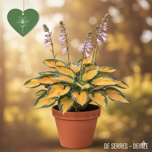 Hosta 'Orange Marmalade'