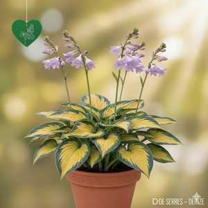 Hosta 'Paul´s Glory' P9