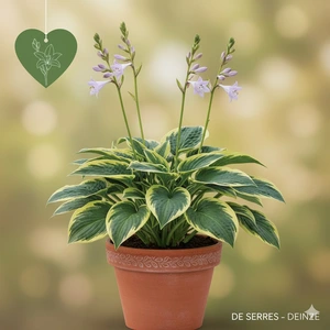 Hosta 'Pilgrim' P9