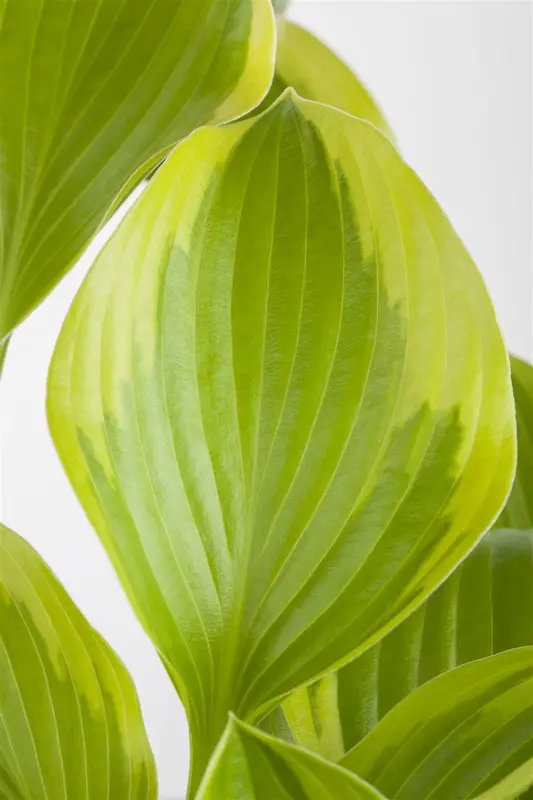 Hosta hybr. 'Post-it' C3 - afbeelding 5