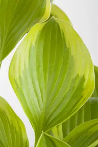 Hosta hybr. 'Post-it' C3 - afbeelding 5
