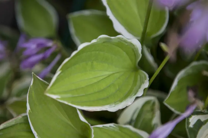 Hosta hybr. 'Post-it' C3 - afbeelding 3