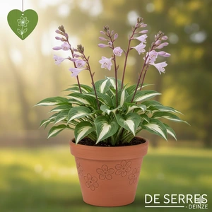 Hosta 'Raspberry Sundae' P9