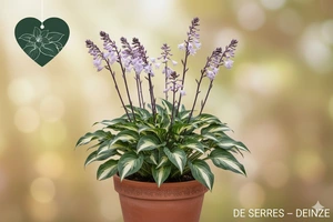 Hosta 'Risky Business'