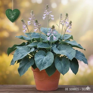 Hosta 'T Rex' P9