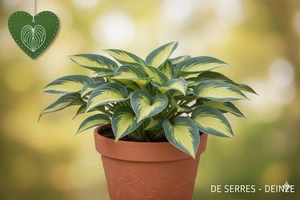 Hosta 'Touch of Class' P9