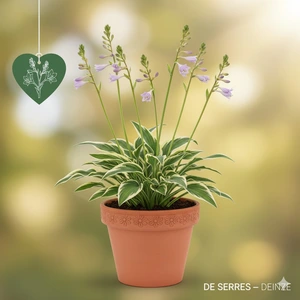 Hosta 'Toy Soldier' P9