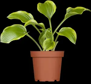 Hosta hybr. 'Zager's White Edge' P9 - afbeelding 5