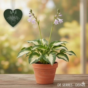 Hosta 'Kiwi Full Monty'