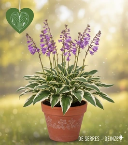 Hosta sieboldii 'Ginko Craig' P9