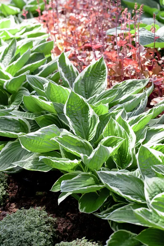 Hosta sieb. 'Golden Sunburst' P9 - afbeelding 1