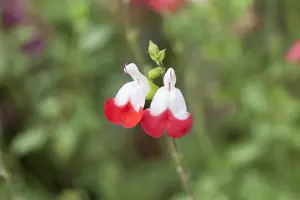 Hot Lips - afbeelding 10
