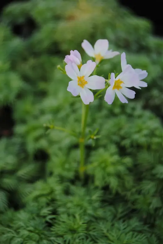 palustris