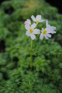palustris