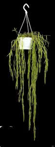 hoya linearis - afbeelding 4