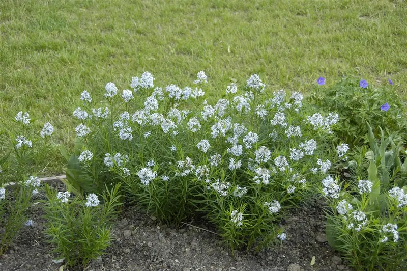 Amsonia hubrichtii P9