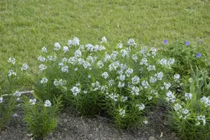 Amsonia hubrichtii P9