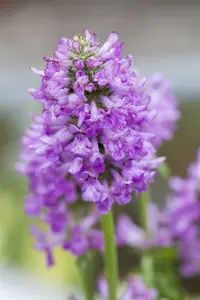 stachys monieri 'hummelo' P9 - afbeelding 5