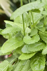 stachys monieri 'hummelo' P9 - afbeelding 2