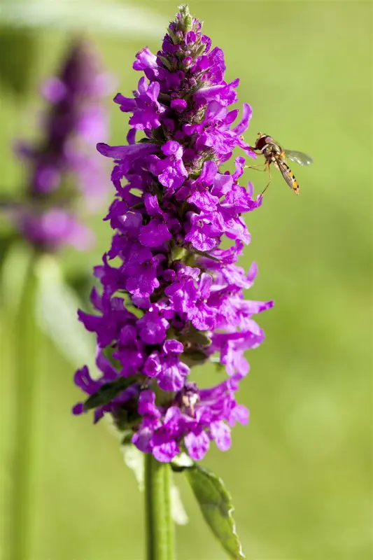 stachys monieri 'hummelo' P9 - afbeelding 3