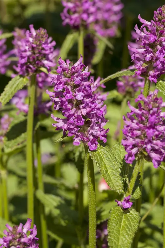 stachys monieri 'hummelo' P9 - afbeelding 5