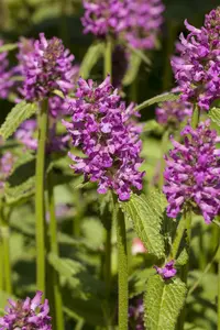 stachys monieri 'hummelo' P9 - afbeelding 5