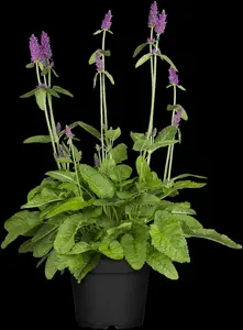stachys monieri 'hummelo' P9 - afbeelding 4