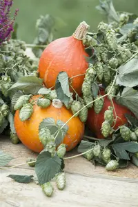 humulus lupulus (50- 60cm) - afbeelding 2