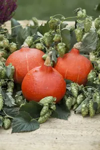 humulus lupulus (50- 60cm) - afbeelding 3