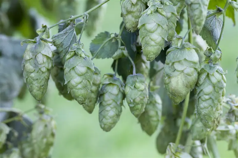 Humulus lupulus 'Nordbrau' 50- 60   C