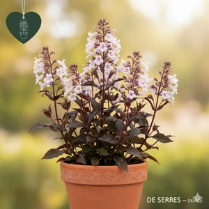 Penstemon digitalis 'Huskers Red' P10.5