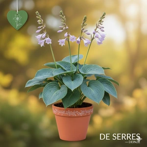 Hosta x fortunei 'Hyacinthina' C3