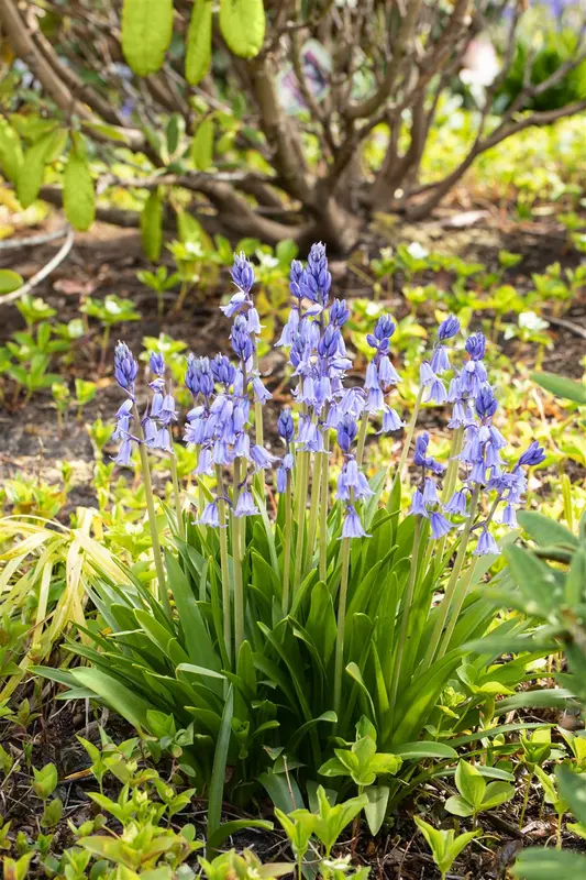 Hyacinthoides hispanica 'Excelsior' P9 - afbeelding 1