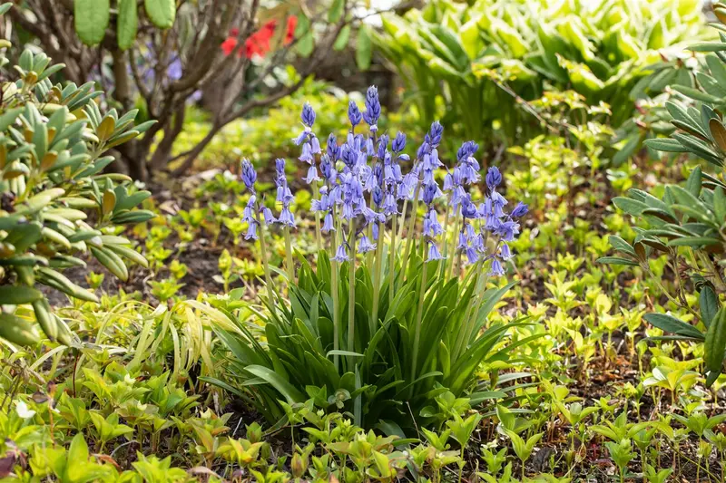 Hyacinthoides hispanica 'Excelsior' P9 - afbeelding 2