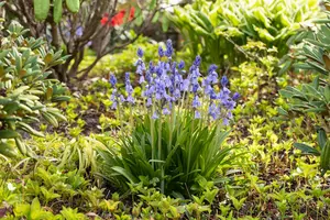 Hyacinthoides hispanica 'Excelsior' P9 - afbeelding 2