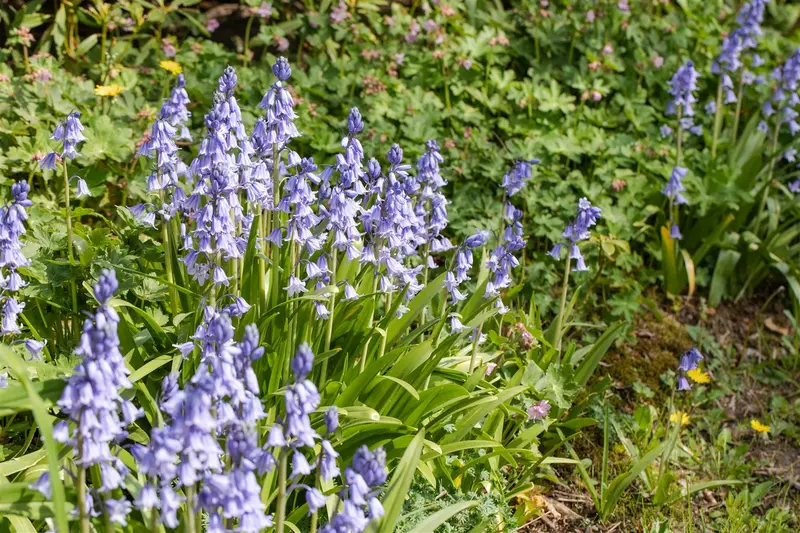 Hyacinthoides hispanica 'Excelsior' P9 - afbeelding 3